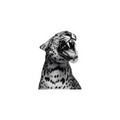 Roaring Leopard Sticker
